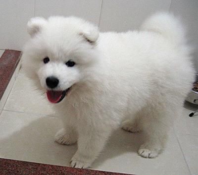 ready to go Samoyed Puppies for great home pet lovers Image eClassifieds4u
