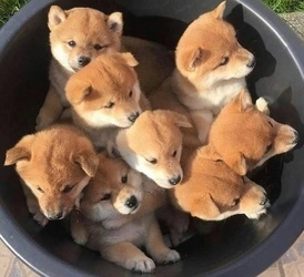 Xdgr Japanese Shiba Inu Pups For Sale! Image eClassifieds4u