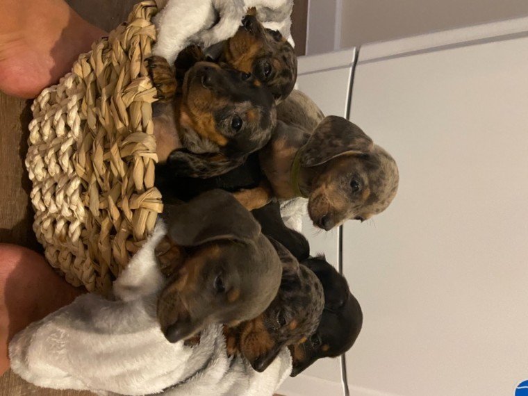 zvfng Stunning Dachshund Puppies Image eClassifieds4u