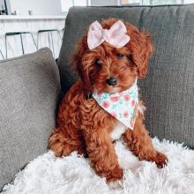 Adorable cavapoo puppies for adoption