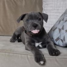 Amazing American blue nose pit-bull puppies for adoption
