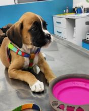 Cute boxer puppies for adoption