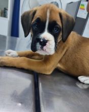 Cute ,charming boxer puppies for adoption