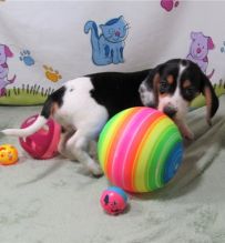 lovely beagle puppies for adoption