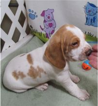 pretty beagle for free adoption