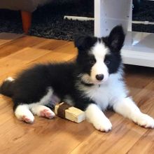 pretty border collie puppies for adoption