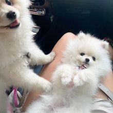 pretty pomeranian puppies for free adoption