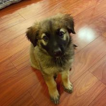 smart and available German shepherd puppies for adoption.