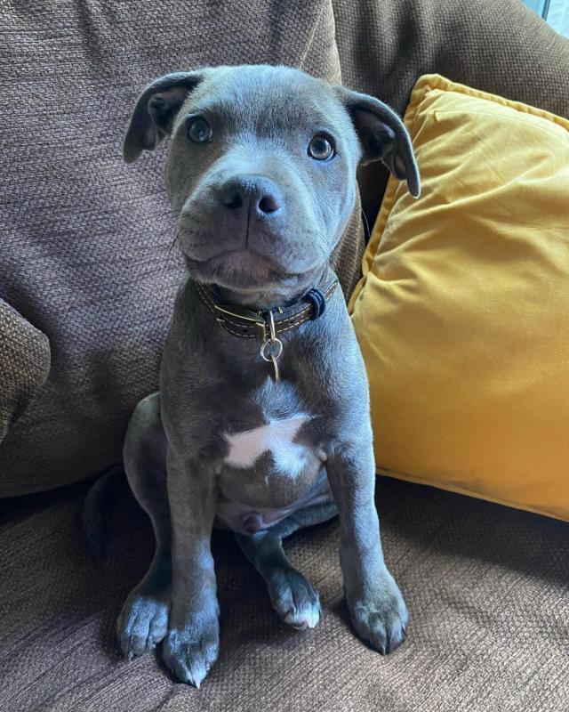 Amazing American blue nose pit-bull puppies for adoption Image eClassifieds4u