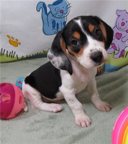 lovely beagle puppies for adoption Image eClassifieds4u