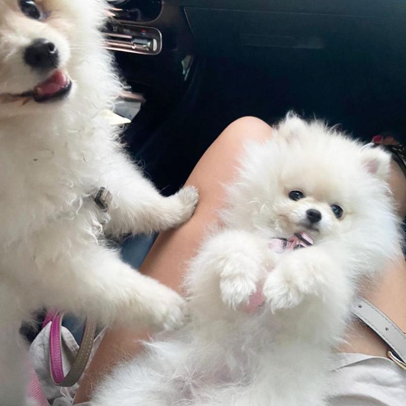 pretty pomeranian puppies for free adoption Image eClassifieds4u