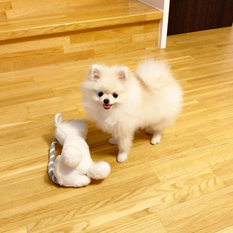 smart teacup pomeranian puppies for adoption, Image eClassifieds4u