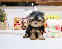3 Yorkshire terrier puppies still available