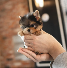 Beautiful Yorkshire Terrier near me