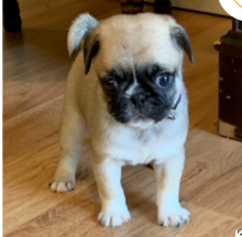 Pug puppies available