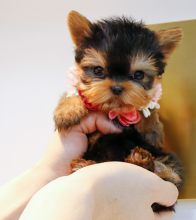 Stunning miniature Yorkshire Terriers puppies