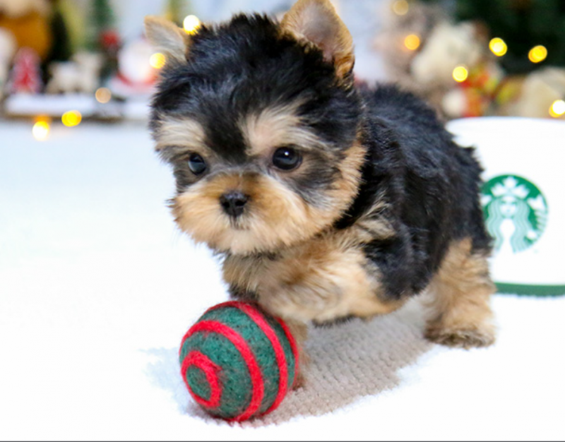 Adorable Yorkshire Terriers pups available Image eClassifieds4u