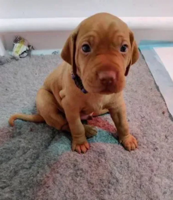 Amazing Vixzla puppies available Image eClassifieds4u