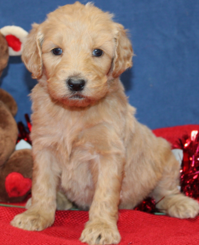 Goldendoodle puppies available Image eClassifieds4u