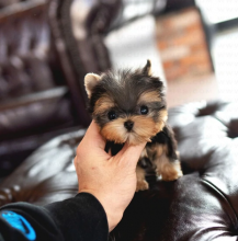 Beautiful Yorkshire Terrier near me Image eClassifieds4u 2
