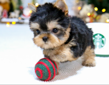 Ckc reg Teacup yorkie near me Image eClassifieds4u 1