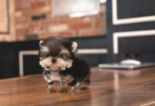 Teacup Yorkie puppies available Image eClassifieds4u 3