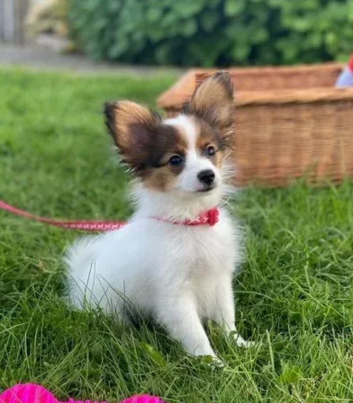 Papillon puppies available Image eClassifieds4u
