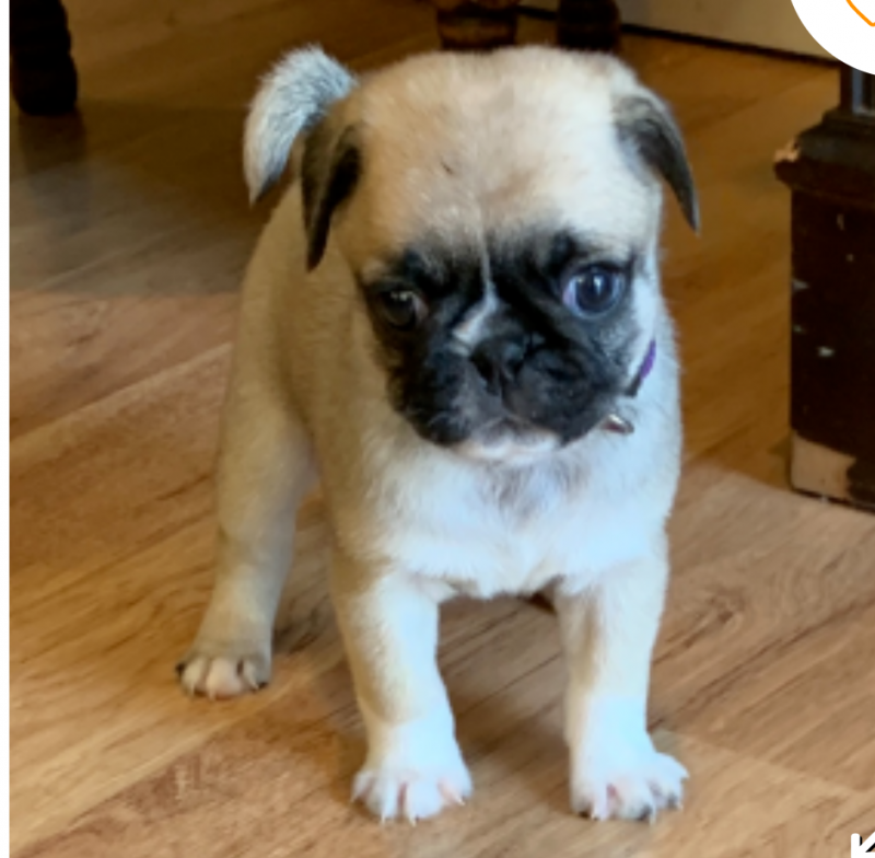 Pug puppies available Image eClassifieds4u