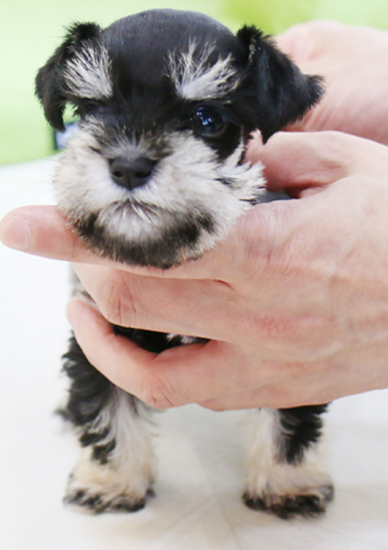 Mini Schnauzer puppies available Image eClassifieds4u