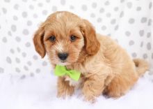 12 weeks old Cavapoo pups now available