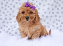 Beautiful male and female cavapoo puppies now available to new homes
