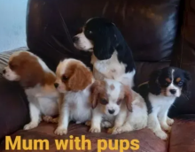 Cavalier King charles spaniel puppies available