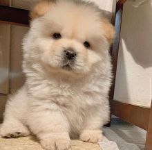 Chow Chow Puppies For Adoption