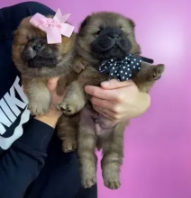 Chow chow puppies near me
