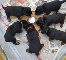 Cute Rottweiler puppies near me