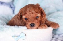 Find your fur companion in a Cavapoo puppy