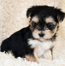 Morkie puppies available