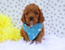 Quality Cavapoo puppies for sale