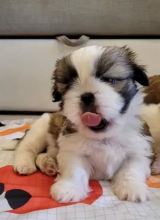 Shih Tzu puppies available