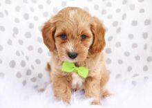 Stunning litter of Cavapoo puppies ready for their new homes