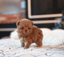 Toy poodle puppies near me