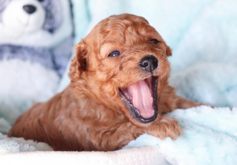 A Cavapoo puppy will light up your home Image eClassifieds4u