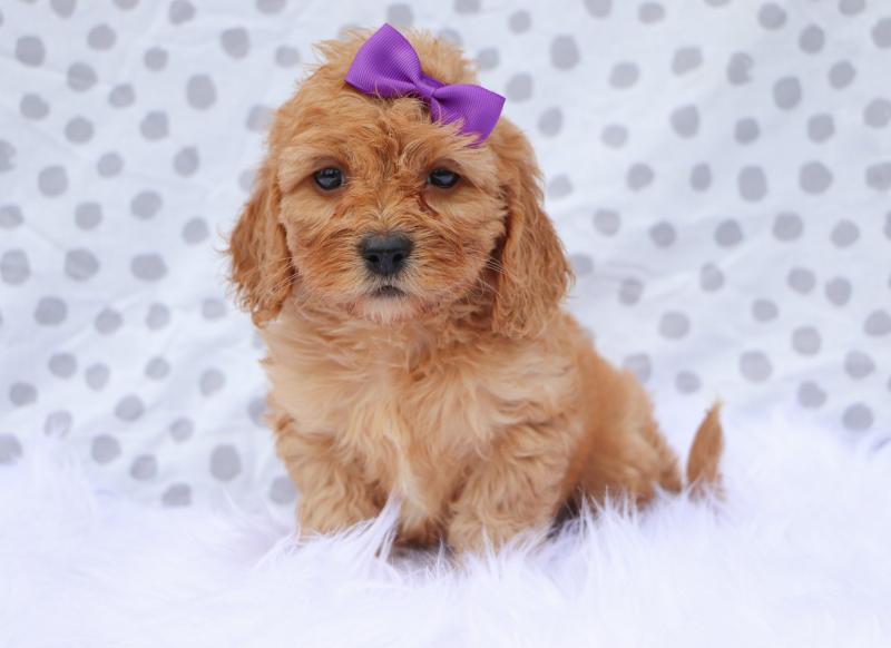 Beautiful male and female cavapoo puppies now available to new homes Image eClassifieds4u