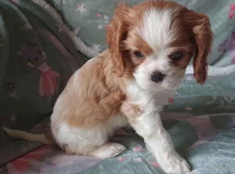 Cavalier King charles spaniel puppies available Image eClassifieds4u