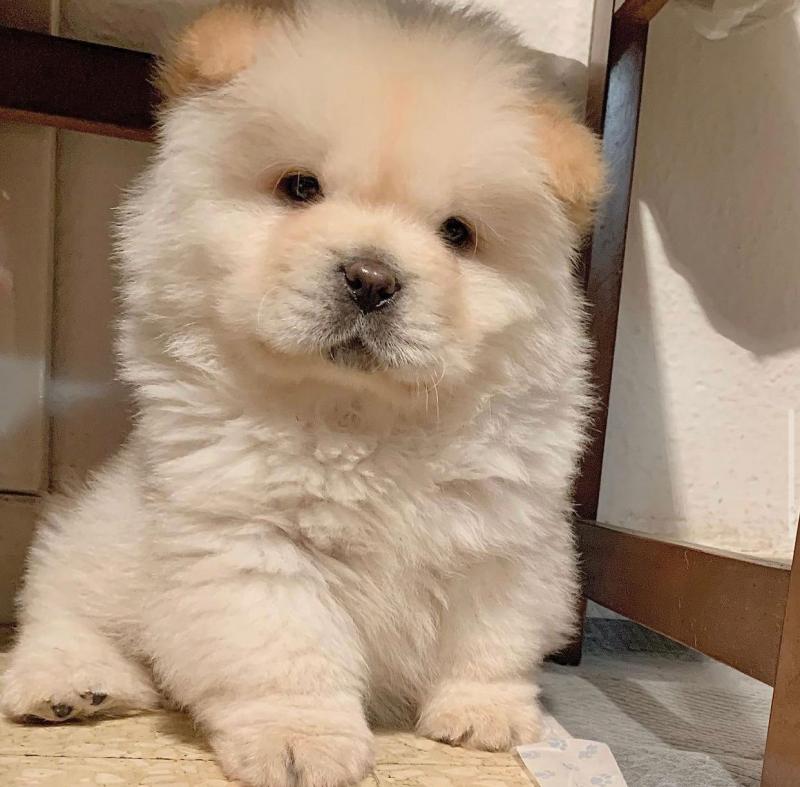 Chow Chow Puppies For Adoption Image eClassifieds4u