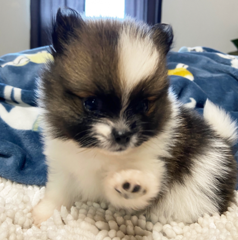 Lovely Pomeranian puppies available Image eClassifieds4u