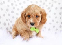 A Cavapoo puppy is the right pick for your home Image eClassifieds4U