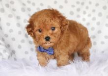 Adopt a Cavapoo puppy today Image eClassifieds4U