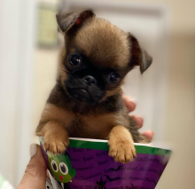 Brussels Griffon puppies available for sale Image eClassifieds4u 2