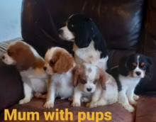 Cavalier King charles spaniel puppies available Image eClassifieds4u 1